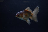 Juvenile Thai Oranda  Bronze 4 Inch (ID#1213To12c-74) Free2Day SHIPPING