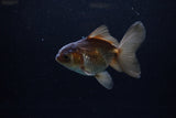 Juvenile Thai Oranda  Bronze 4 Inch (ID#1213To12c-74) Free2Day SHIPPING