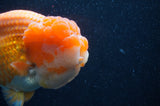 Giant Ranchu  Red White 6 Inch (ID#404R14b-106)