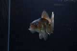 Juvenile Thai Oranda  Bronze 4 Inch (ID#1213To12c-74) Free2Day SHIPPING