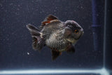 Short Body Thai Oranda  Panda 3.5 Inch (ID#1101To14b-59) Free2Day SHIPPING