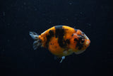 Juvenile Ranchu  Calico 3.5 Inch (ID#1203R9b-66) Free2Day SHIPPING