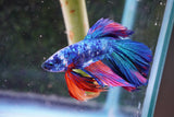 Nemo Candy Koi  Halfmoon Male Betta (ID#801-M506) Free2Day SHIPPING