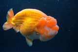 Giant Ranchu  Red White 6 Inch (ID#404R14b-106)