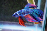 Nemo Candy Koi  Halfmoon Male Betta (ID#801-M506) Free2Day SHIPPING