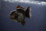 Short Body Thai Oranda  Panda 3.5 Inch (ID#1101To14b-59) Free2Day SHIPPING