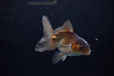 Juvenile Thai Oranda  Bronze 4 Inch (ID#1213To12c-74) Free2Day SHIPPING