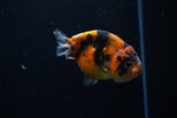 Juvenile Ranchu  Calico 3.5 Inch (ID#1203R9b-66) Free2Day SHIPPING