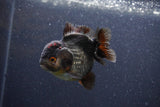 Short Body Thai Oranda  Panda 3.5 Inch (ID#1101To14b-59) Free2Day SHIPPING