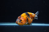 Juvenile Ranchu  Calico 3.5 Inch (ID#1203R9b-66) Free2Day SHIPPING