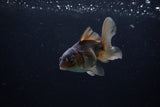 Juvenile Thai Oranda  Bronze 4 Inch (ID#1213To12c-74) Free2Day SHIPPING