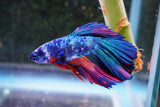 Nemo Candy Koi  Halfmoon Male Betta (ID#801-M506) Free2Day SHIPPING