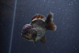 Short Body Thai Oranda  Panda 3.5 Inch (ID#1101To14b-59) Free2Day SHIPPING