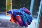 Nemo Candy Koi  Halfmoon Male Betta (ID#801-M506) Free2Day SHIPPING