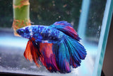 Nemo Candy Koi  Halfmoon Male Betta (ID#801-M506) Free2Day SHIPPING