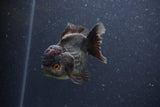 Short Body Thai Oranda  Panda 3.5 Inch (ID#1101To14b-59) Free2Day SHIPPING