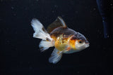 Juvenile Thai Oranda  Tricolor 4 Inch (ID#1213To12c-75) Free2Day SHIPPING