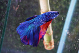 Nemo Candy Koi  Halfmoon Male Betta (ID#801-M506) Free2Day SHIPPING