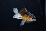 Juvenile Thai Oranda  Tricolor 4 Inch (ID#1213To12c-75) Free2Day SHIPPING