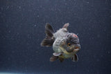 Short Body Thai Oranda  Panda 3.5 Inch (ID#1101To14b-59) Free2Day SHIPPING