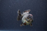 Short Body Thai Oranda  Panda 3.5 Inch (ID#1101To14b-59) Free2Day SHIPPING