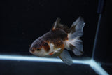 Juvenile Thai Oranda  Tricolor 4 Inch (ID#1213To12c-75) Free2Day SHIPPING