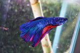 Nemo Candy Koi  Halfmoon Male Betta (ID#801-M506) Free2Day SHIPPING