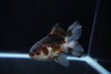 Juvenile Thai Oranda  Tricolor 4 Inch (ID#1213To12c-75) Free2Day SHIPPING