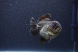 Short Body Thai Oranda  Panda 3.5 Inch (ID#1101To14b-59) Free2Day SHIPPING