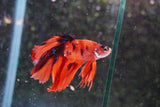 Nemo Galaxy  Koi Halfmoon Male Betta (ID#801-M507) Free2Day SHIPPING