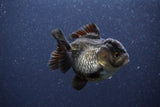 Short Body Thai Oranda  Panda 3.5 Inch (ID#1101To14b-59) Free2Day SHIPPING