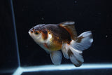 Juvenile Thai Oranda  Tricolor 4 Inch (ID#1213To12c-75) Free2Day SHIPPING