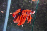 Nemo Galaxy  Koi Halfmoon Male Betta (ID#801-M507) Free2Day SHIPPING