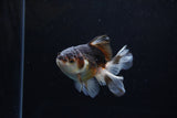 Juvenile Thai Oranda  Tricolor 4 Inch (ID#1213To12c-75) Free2Day SHIPPING