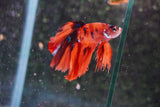 Nemo Galaxy  Koi Halfmoon Male Betta (ID#801-M507) Free2Day SHIPPING