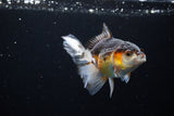 Juvenile Thai Oranda  Tricolor 4 Inch (ID#1213To12c-75) Free2Day SHIPPING