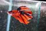 Nemo Galaxy  Koi Halfmoon Male Betta (ID#801-M507) Free2Day SHIPPING