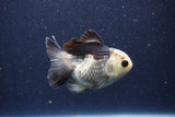 Short Body Thai Oranda  Panda 3.5 Inch (ID#1101To14b-60) Free2Day SHIPPING