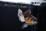 Juvenile Thai Oranda  Tricolor 4 Inch (ID#1213To12c-75) Free2Day SHIPPING