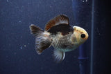 Short Body Thai Oranda  Panda 3.5 Inch (ID#1101To14b-60) Free2Day SHIPPING