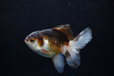 Juvenile Thai Oranda  Tricolor 4 Inch (ID#1213To12c-75) Free2Day SHIPPING