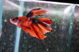 Nemo Galaxy  Koi Halfmoon Male Betta (ID#801-M507) Free2Day SHIPPING