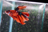 Nemo Galaxy  Koi Halfmoon Male Betta (ID#801-M507) Free2Day SHIPPING