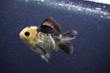 Short Body Thai Oranda  Panda 3.5 Inch (ID#1101To14b-60) Free2Day SHIPPING