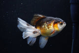 Juvenile Thai Oranda  Tricolor 4 Inch (ID#1213To12c-75) Free2Day SHIPPING