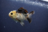 Short Body Thai Oranda  Panda 3.5 Inch (ID#1101To14b-60) Free2Day SHIPPING