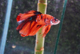 Nemo Galaxy  Koi Halfmoon Male Betta (ID#801-M507) Free2Day SHIPPING