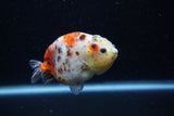 Juvenile Ranchu  Calico 3.5 Inch (ID#1203R9b-68) Free2Day SHIPPING