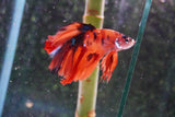 Nemo Galaxy  Koi Halfmoon Male Betta (ID#801-M507) Free2Day SHIPPING