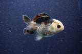 Short Body Thai Oranda  Panda 3.5 Inch (ID#1101To14b-60) Free2Day SHIPPING